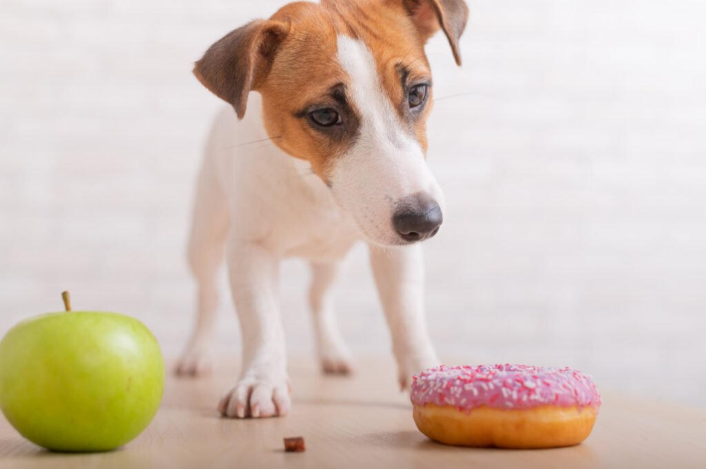 dog making decision